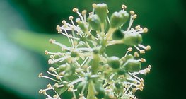 أزهار العنب