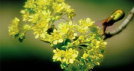 زهور و فواكه القيقب الدلبي