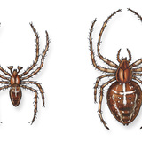 عنكبوت الحدائق الأوروبي (ذكر و أنثى)