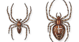 عنكبوت الحدائق الأوروبي (ذكر و أنثى)