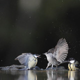 قرقف كبير و أبو قلنسوة