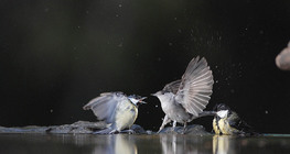 قرقف كبير و أبو قلنسوة