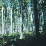 غابات نفضية