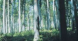 غابات نفضية