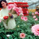 بيت زجاجي تتم تدفئته بمياه العين الحمئة