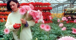 بيت زجاجي تتم تدفئته بمياه العين الحمئة