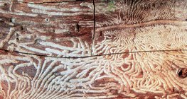 الشجرة الممضوغة من الخنافس