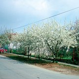 أشجار الكرز