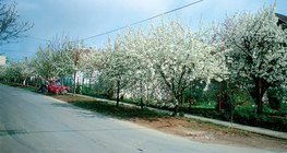 أشجار الكرز