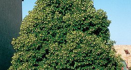 ازدهار القيقب الدلبي