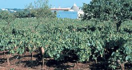 الكروم في تربة تيرا روسا