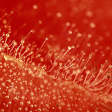 طماطم متعفنة