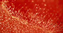 طماطم متعفنة