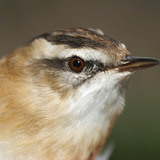 هازجة الماء