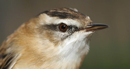 هازجة الماء