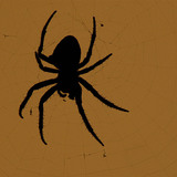 عنكبوت الحدائق الأوروبي