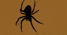 عنكبوت الحدائق الأوروبي