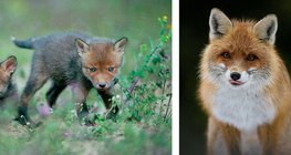 صغار الثعلب. ثعلب