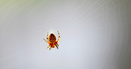 شبكة عنكبوتية