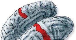 مكان ادراك التنبيغ عن مستقبلات الجلد في المخ