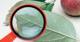 فحص أوراق شجر التفاح