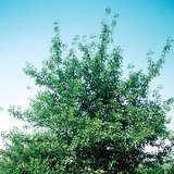 شجرة الكرز الحامض