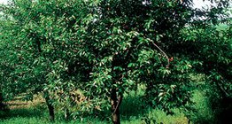 شجرة الكرز الحامض