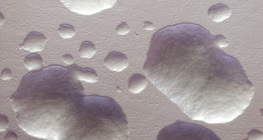 مستعمرات بكتيريا الإشريكية القولونية باللون الأصلي (الأبيض)