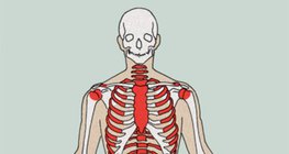 أماكن تشكل خلايا الدم