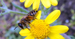 نحلة مع الزهرة