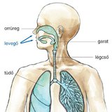 Az ember légzőrendszere