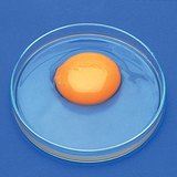 أجزاء البيض