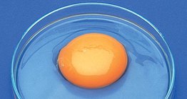 أجزاء البيض