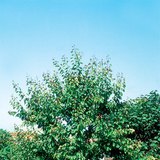 شجرة المشمش