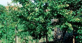 شجرة المشمش