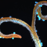 مدقة الطرخشقون المخزني مع وجود غبار الطلع