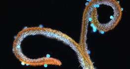 مدقة الطرخشقون المخزني مع وجود غبار الطلع