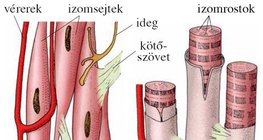 Izomnyalábok