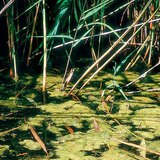 أشنيات خضراء