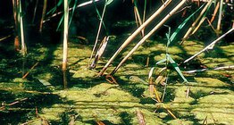 أشنيات خضراء