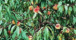 شجرة الدراق