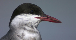 الخرشنة الهجينة