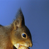 سنجاب يأكل الجوز