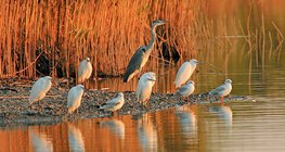 الطيور المائية تستمتع بحمام شمس الصباح