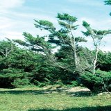 تأثير الرياح التي تهب باستمرار من اتجاه واحد