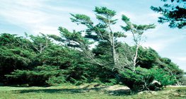 تأثير الرياح التي تهب باستمرار من اتجاه واحد