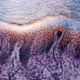 مقطع عرضي لجلد الإصبع عند الإنسان مع وجود مستقبلات داخله