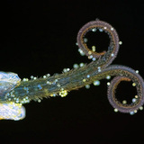 زهرة من أزهار الطرخشقون المخزني المركبة (تحت أشعة UV)