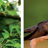 عندليب. وقواق