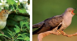 عندليب. وقواق